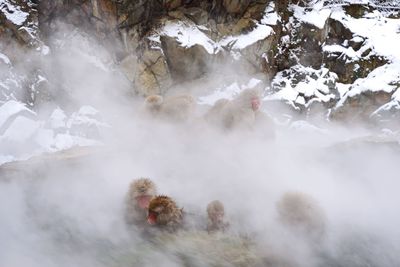 High angle view of japanese macaque in hot spring during winter