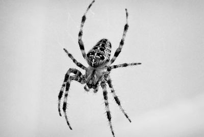 Close-up of spider on web