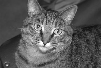 Close-up portrait of cat