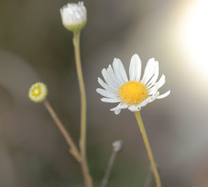Close-up of white daisy blooming outdoors