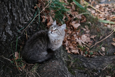 High angle view of cat sitting on field