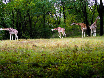 View of deer in the forest