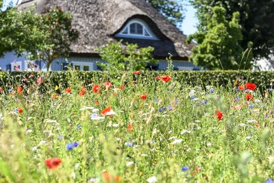 Flowering plants growing on field