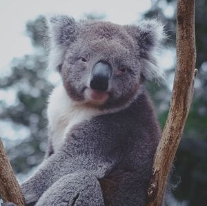 Portrait of koala sitting on branch at zoo