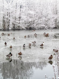 Ducks swimming in lake