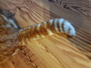 High angle view of lizard on hardwood floor