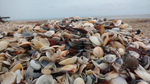 A closeup shot of a pile of seashells on the beach