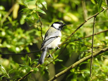 Close-up of bird perching on branch