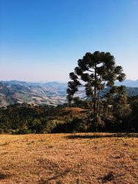 Trees on field against clear sky