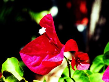 Close-up of pink flowers