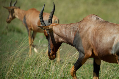 Topi antelope standing in a field in kenya