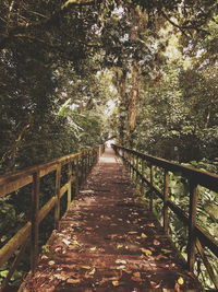 View of trees in forest