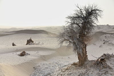 0339 desert poplar-populus euphratica tree-taklamakan desert-diffuse light of dawn. xinjiang-china.