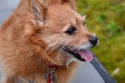 Close-up of dog looking away