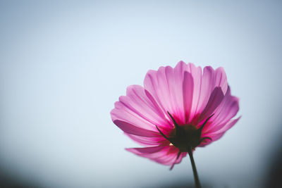 Close-up of pink flower against clear sky