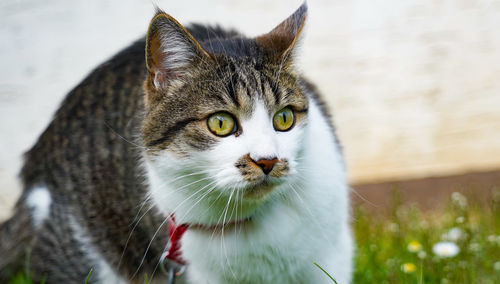 Close-up portrait of tabby cat