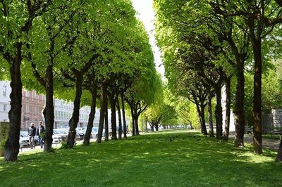 Trees in park