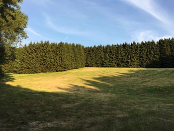 Scenic view of forest against sky