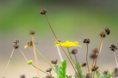 Close-up of yellow flower growing on field