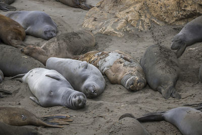 High angle view of sea lion