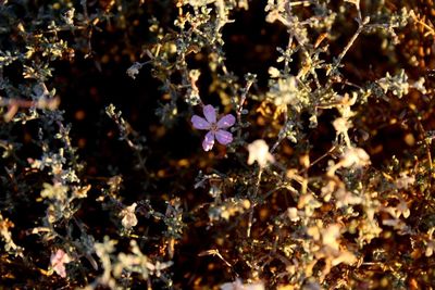 Close-up of flowering plants on field