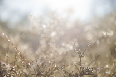 Close-up of plants during rainy season