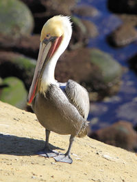 Close-up of pelican perching outdoors