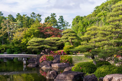 Plants and trees in garden