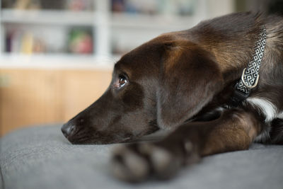 Close-up of dog resting