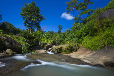 Stream flowing through forest