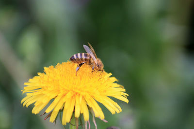 Close-up of bee pollinating on yellow flower