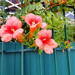 Close-up of pink flowers blooming outdoors