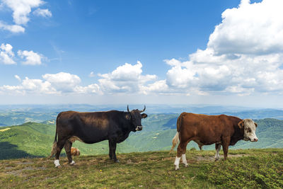 Cows standing on field against sky