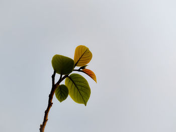 Low angle view of flowering plant against clear sky