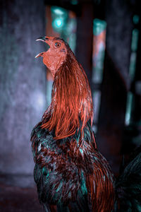 Close-up of rooster