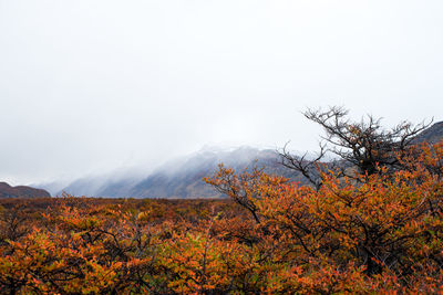 Scenic view of landscape against clear sky