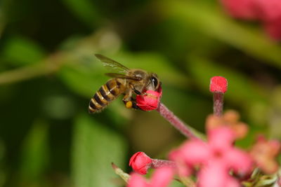 Close-up of insect on flower