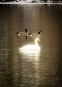 Ducks swimming in lake