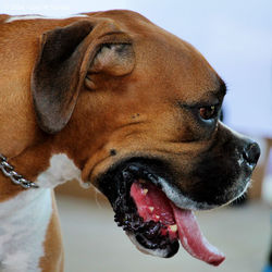 Close-up portrait of dog