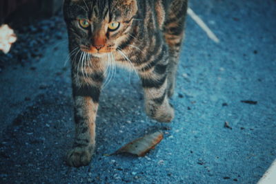 Portrait of tabby cat on street in city