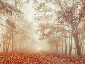 Trees in forest during autumn