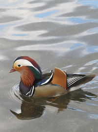 Close-up of duck swimming in lake