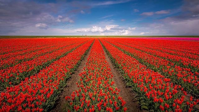 red, sky, beauty in nature, cloud - sky, flower, field, nature, abundance, cloudy, tranquility, tranquil scene, growth, scenics, cloud, landscape, tulip, fragility, multi colored, colorful, rural scene
