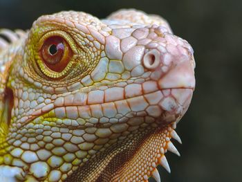 Close-up of lizard