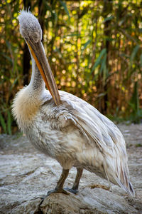 Close-up of a bird