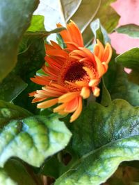 Close-up of flowering plant