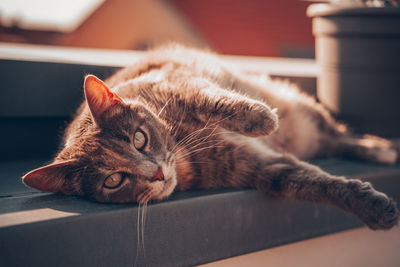 Close-up of cat lying on table