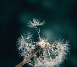 Close-up of dandelion against black background