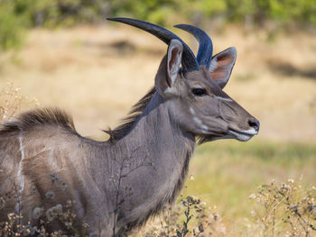 Close-up portrait of male greater kudu antelope on field, moremi game reserve, botswana