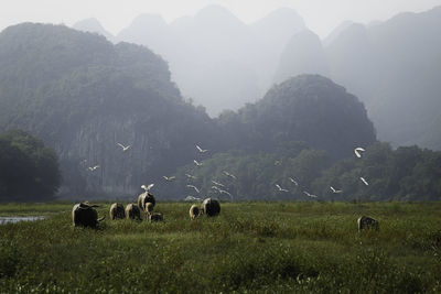 View of sheep grazing in field